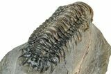 Detailed Crotalocephalina Trilobite - Atchana, Morocco #322277-5